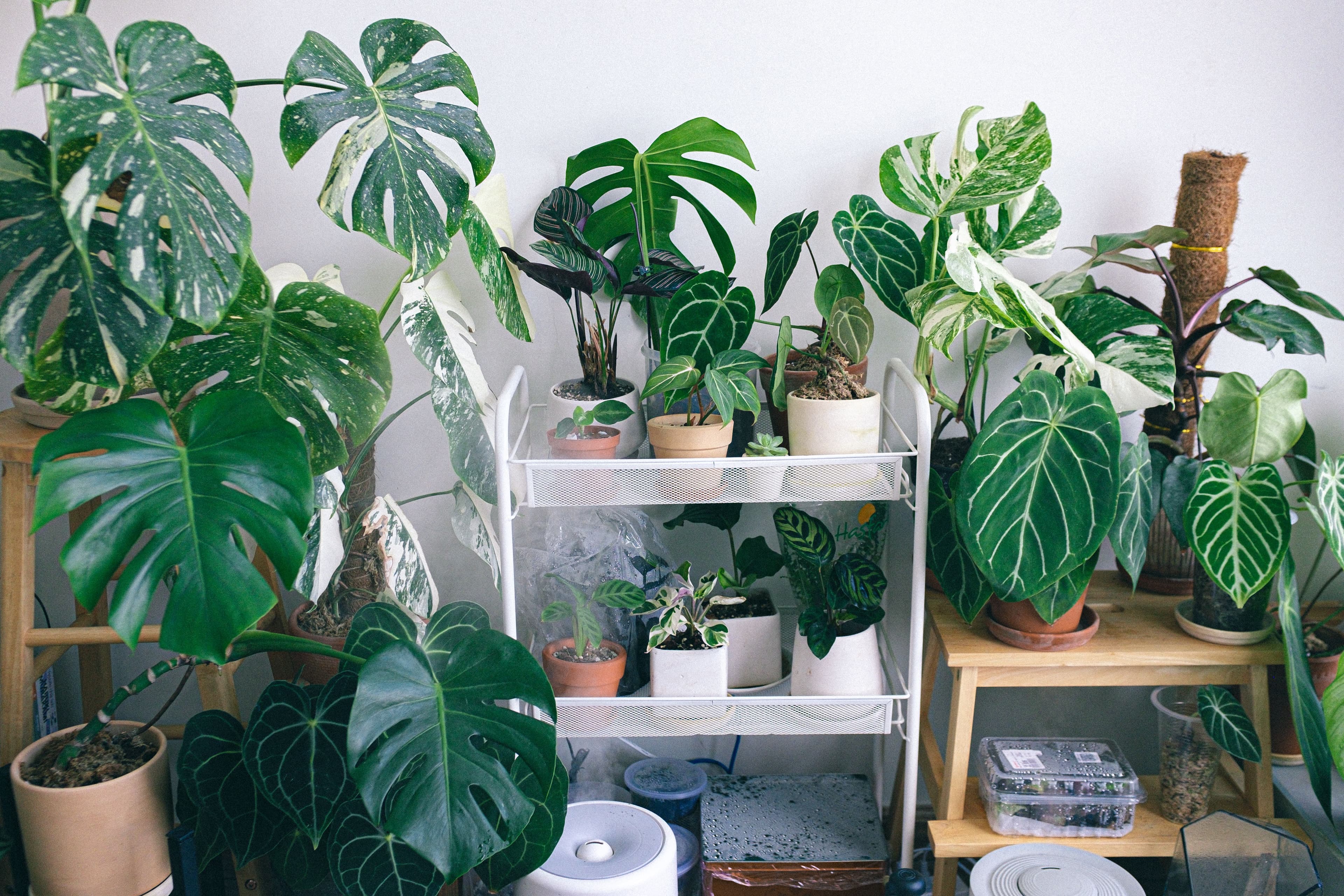 A bright, sunlit collection of houseplants including variegated Monstera on wooden plant stands